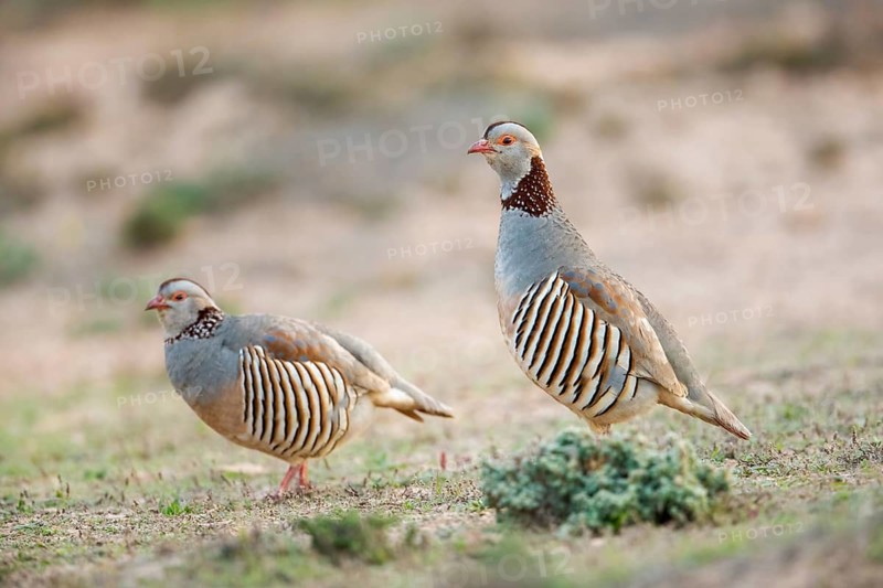 Barbary Partridge (Alectoris barbara), Fuerteventura, Spain
