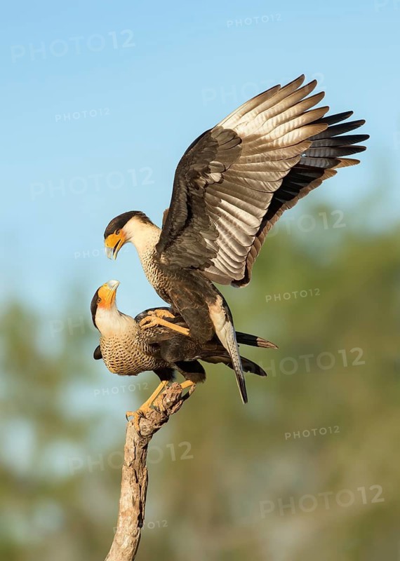 Northern Crested Caracara (Caracara cheriway) pair mating on a branch, Texas, USA
