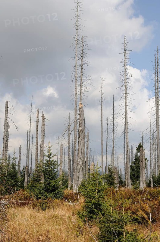 Thin, barren tree trunks like remnants in a bare forest area, Lusen, Bavarian Forest National Park, Bavaria