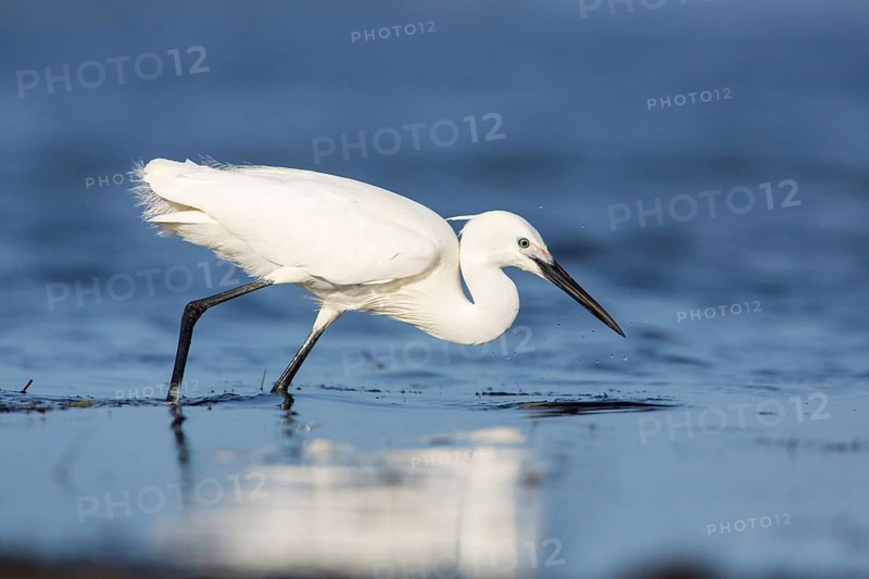 Little Egret (Egretta garzetta) foraging, Victoria, Australia