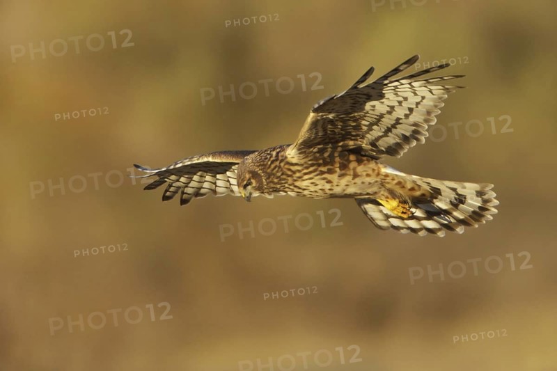 Northern Harrier (Circus hudsonius) female flying, New Mexico, USA
