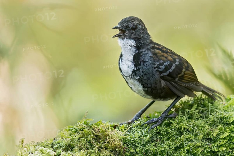 Papuan Logrunner (Orthonyx novaeguineae) perched on a branch in Papua New Guinea