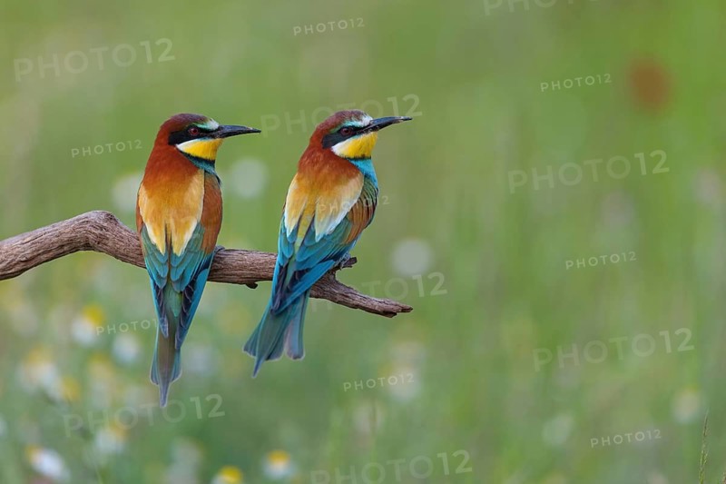 Bee-eater, (Merops apiaster), pair, perch, Tiszaalp-r, Kiskuns-gi National Park, B-cs-Kiskun, Hungary