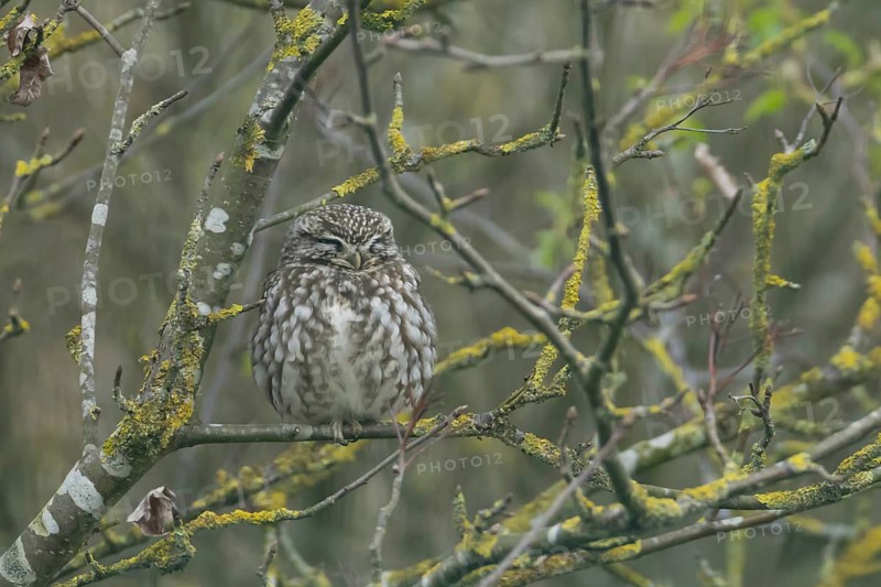 Little owl (Athene noctua) adult bird sleeping on a tree branch, England, United Kingdom