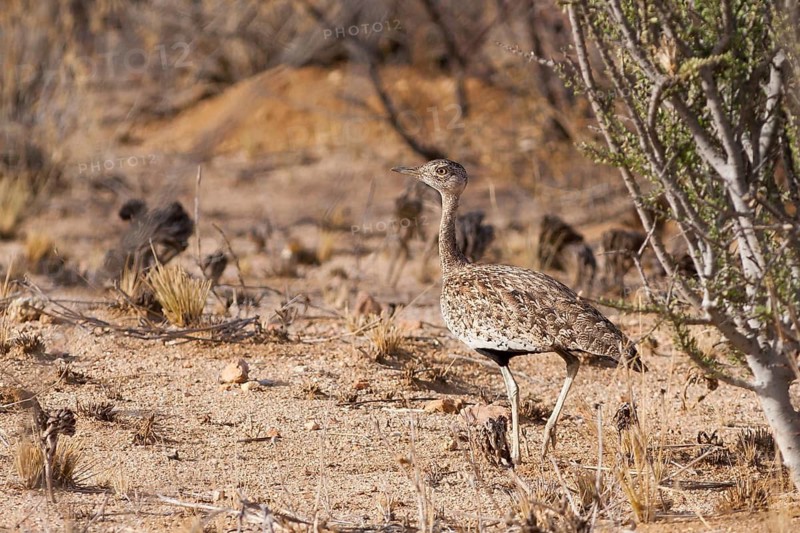 Red-crested Korhaan (Lophotis ruficrista), Namibia