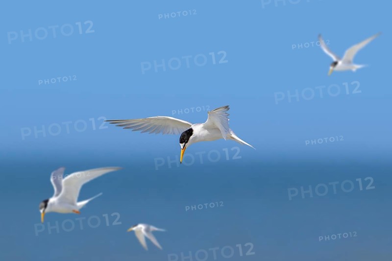 Four little terns (Sternula albifrons, Sterna albifrons) in breeding plumage in flight against blue sky in spring. Digital composite