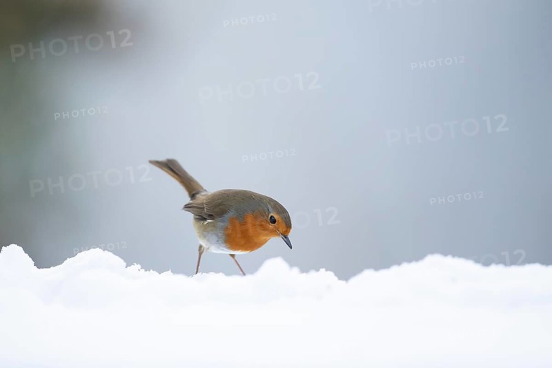 European robin (Erithacus rubecula) adult garden bird on snow in winter, England, United Kingdom