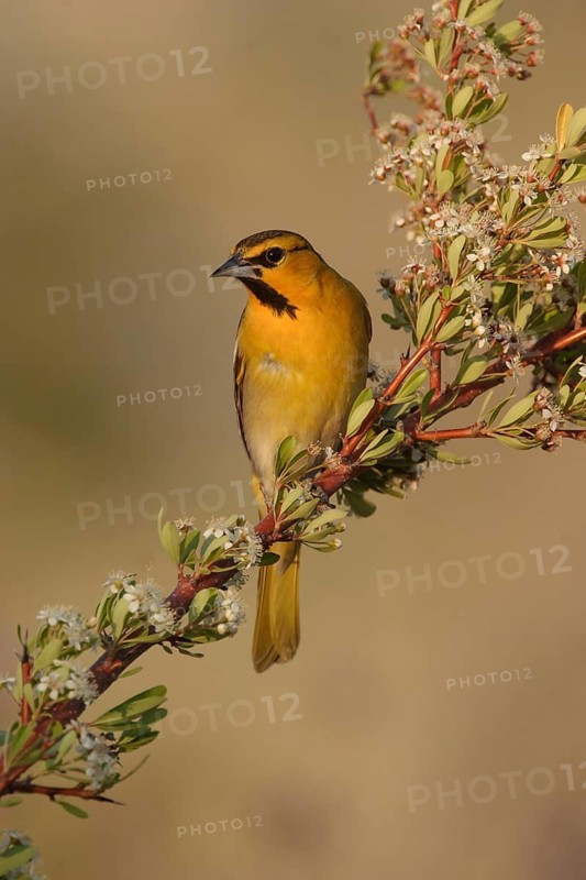 Bullock's Oriole (Icterus bullockii) male, California, USA