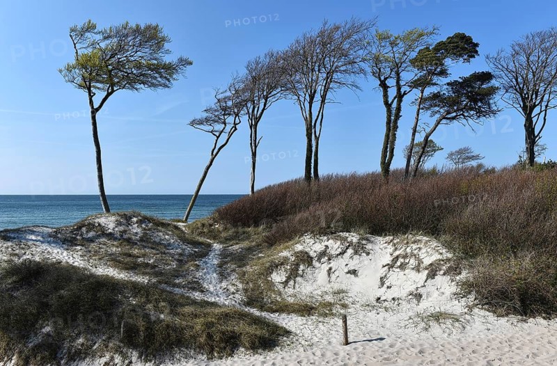 Wind escapees on the Baltic Sea, Darß, Weststrand, Mecklenburg-Vorpommern, Germany