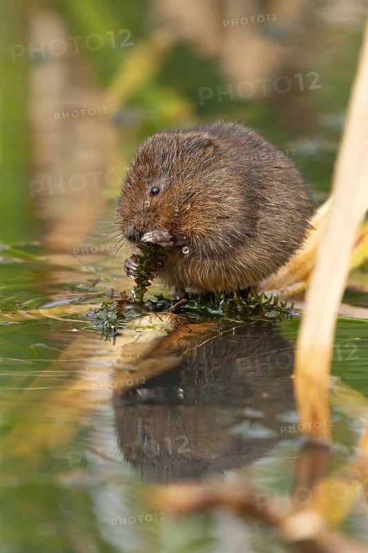 Water vole (Arvicola amphibius) adult rodent animal feeding on a pondweed leaf in a reedbed on a pond, England, United Kingdom