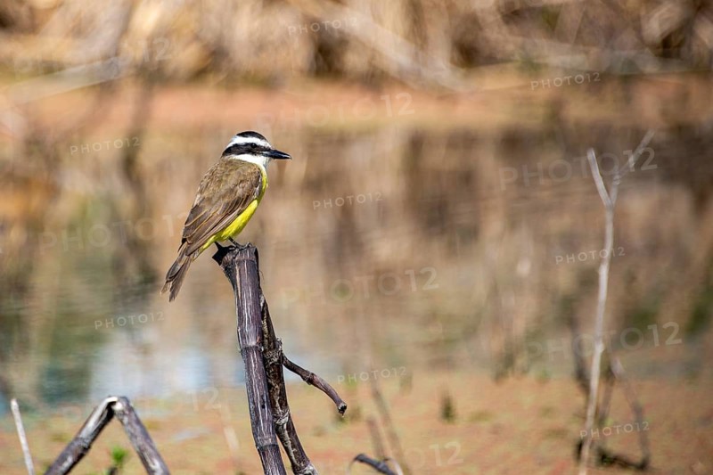 Sulphur-masked tyrant (Pitangus sulphuratus) in the Reserva Ecologica Costanera Sur nature reserve in Buenos Aires, Argentina
