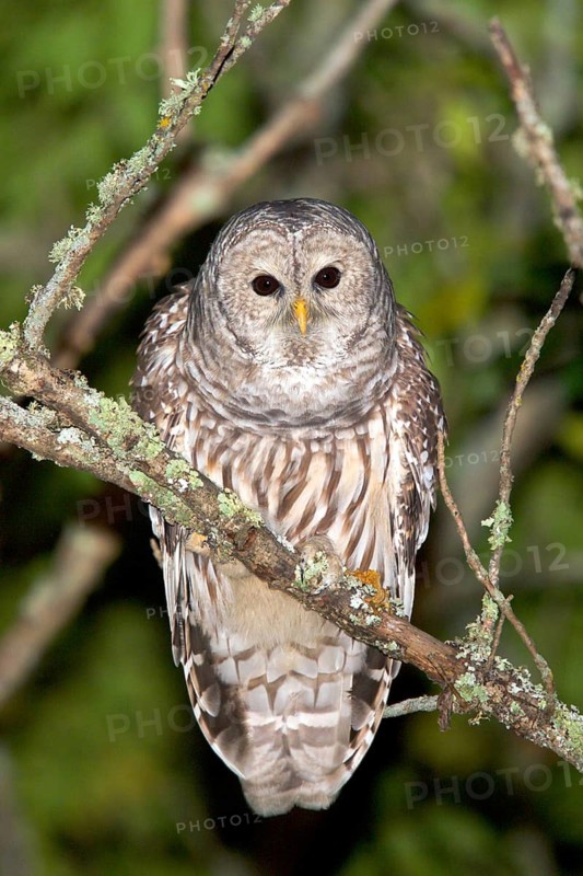 Barred Owl Strix varia Tamarack, Aitkin County, Minnesota, USA 11 September Adult bending forward vocalizing. Strigidae