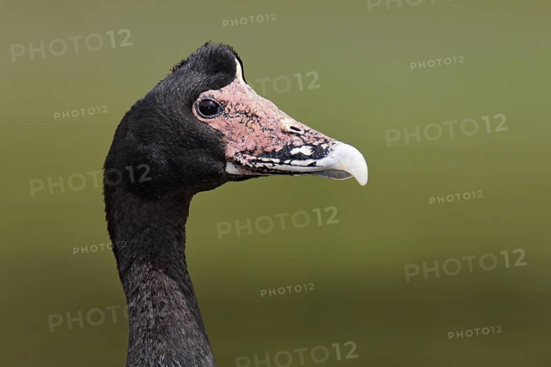 Magpie Goose (Anseranas semipalmata)