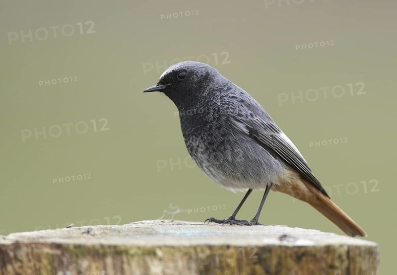 Black Redstart (Phoenicurus ochruros) male, Mecklenburg-Western Pomerania, Germany