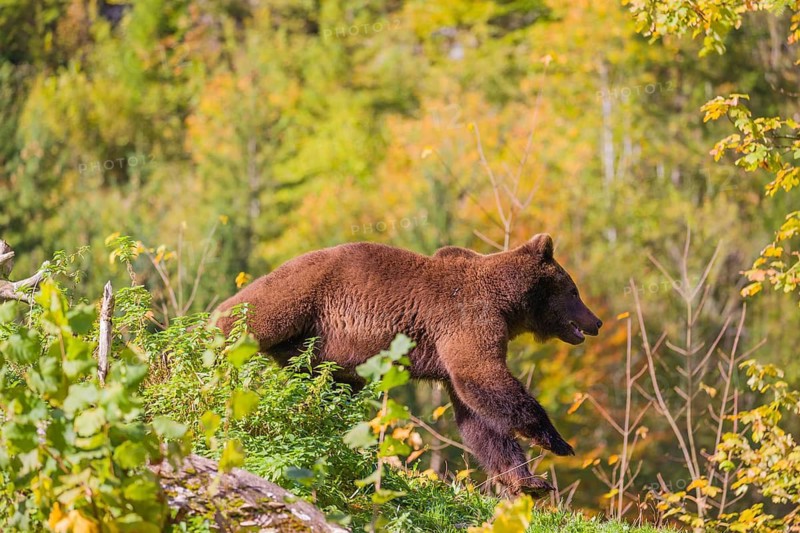 A young male brown bear (Ursus arctos arctos) crosses a meadow on hilly terrain, looking for food. In the distance is a forest in fall foliage