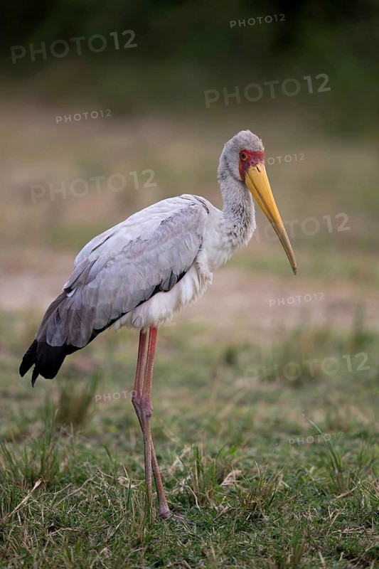Yellow-billed Stork (Mycteria ibis) juvenile, Queen-Elizabeth-Nationalpark, Uganda