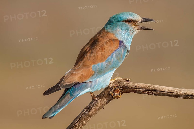 European Roller (Coracias garrulus), perched on a branch calling, Castile-La Mancha
