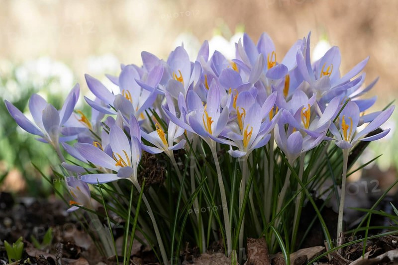 Elf crocus (Crocus tommasinianus), Emsland, Lower Saxony, Germany