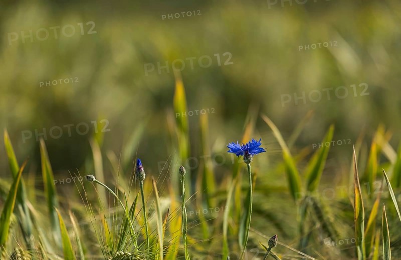 Cornflower (Cyanus segetum), Münsterland, North Rhine-Westphalia, Germany