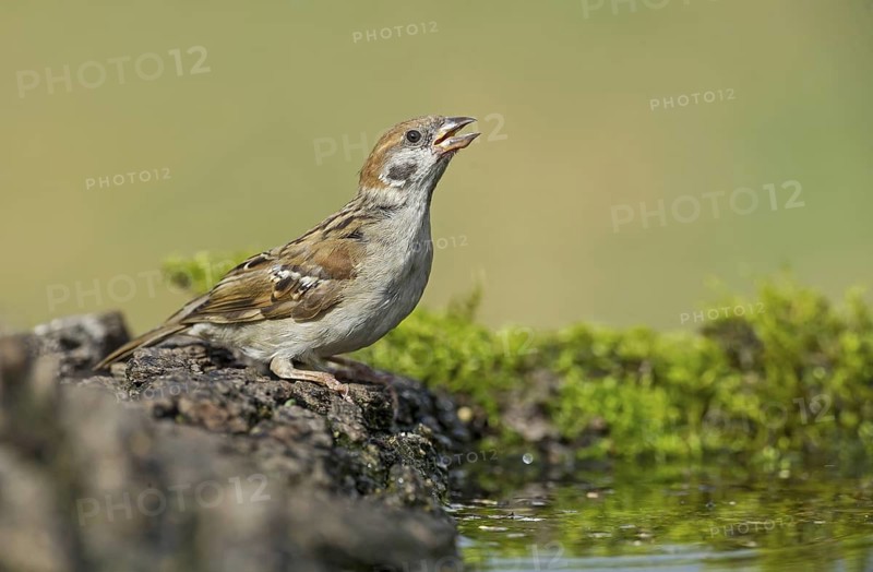 Eurasian Tree Sparrow (Passer montanus) drinking at a waterhole, Aosta Valley, Italy