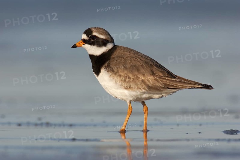 Common Ringed Plover (Charadrius hiaticula), Schleswig-Holstein, Germany