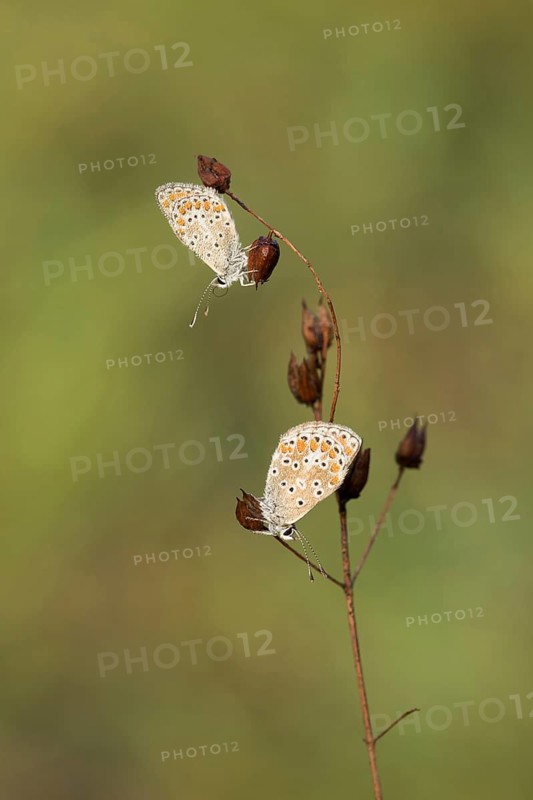 Bruin blauwtje, Brown Argus, Aricia agestis