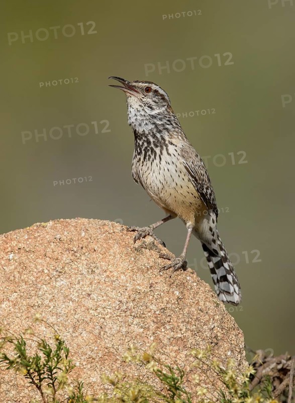 Cactus Wren (Campylorhynchus brunneicapillus) singing, Arizona, USA