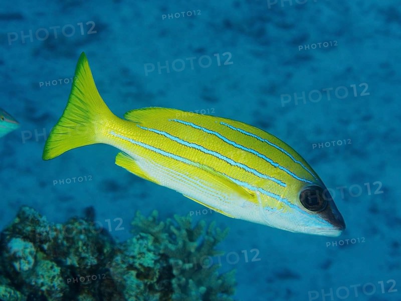 Blue-striped snapper (Lutjanus kasmira)
