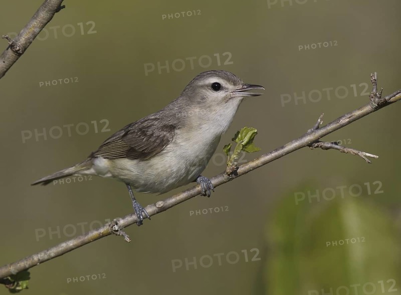 Warbling Vireo (Vireo gilvus) singing, Ohio, USA