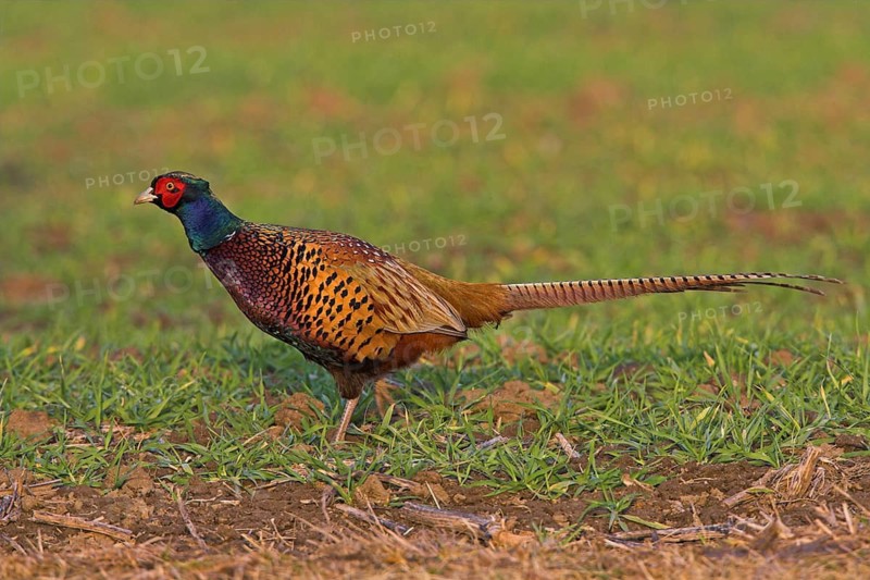 Pheasant (Phasianus colchicus), Faisan de Colchide, Faisan de chasse, Faisán Vulgar, Bad Dürkheim County, Tiszaalpár, Kiskunsági National Park, Bács-Kiskun, Hungary