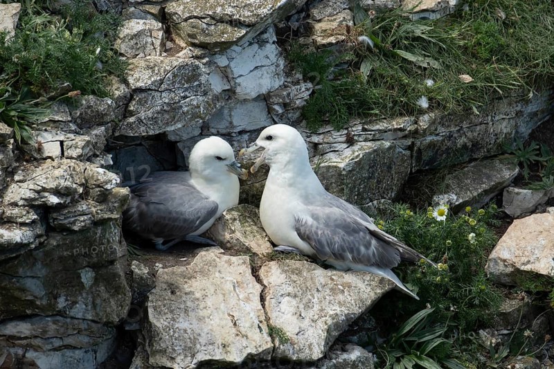Northern fulmar (Fulmarus glacialis) two adult seabird birds on a cliff, RSPB Bempton cliffs nature reserve, Yorkshire, England, United Kingdom