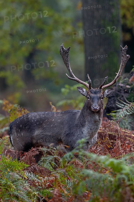 Shortly in front of, this young fallow deer (Dama dama) must have dipped its antlers in mud, autumn, rut, fallow deer rut, October, Germany
