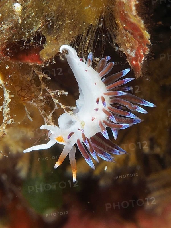 Colourful sea snail with bright blue and orange appendages, migratory thread snail (Cratena peregrina), in an underwater environment, dive site Giens Peninsula, Mediterranean Sea, Porquerolles, Provence, Côte d'Azur, France