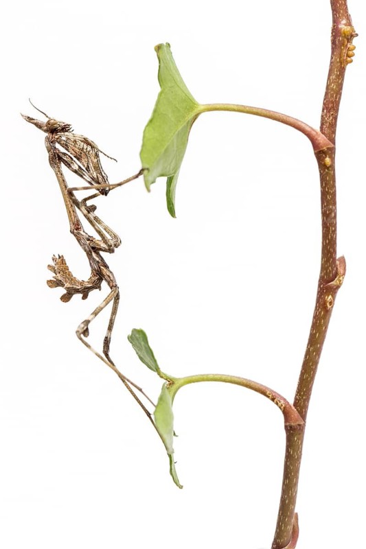 Conehead Mantis (Empusa pennata), nymph over white background, Galicia, Spain