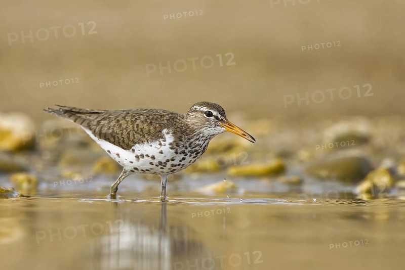 Spotted Sandpiper (Actitis macularius) foraging, North Rhine-Westphalia, Germany