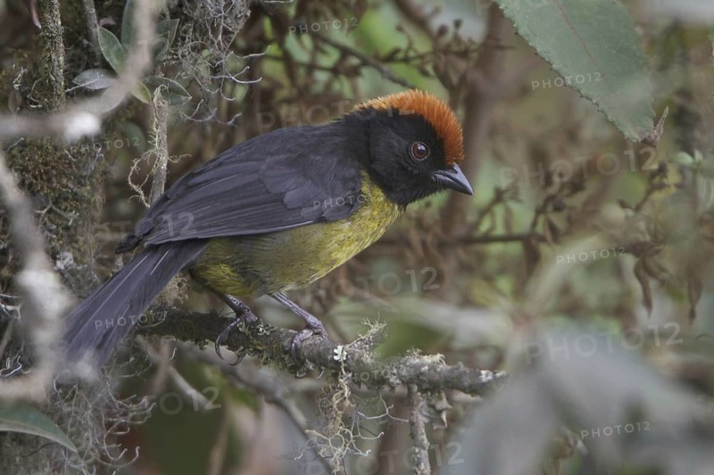 Yellow-breasted Brushfinch (Atlapetes latinuchus), Wayqecha Reserve, Peru