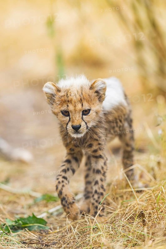 Cheetah (Acinonyx jubatus) youngster walking on a meadow, captive, occurrence Africa