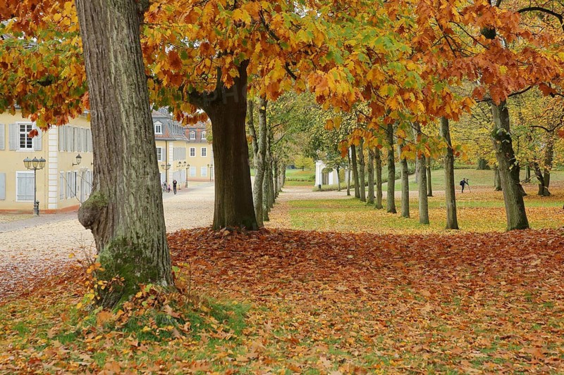 Wilhelmsbad State Park with fall leaves, park, tree, fall leaves, leaf fall, leaves, soil, alley, Hanau, Hesse, Germany