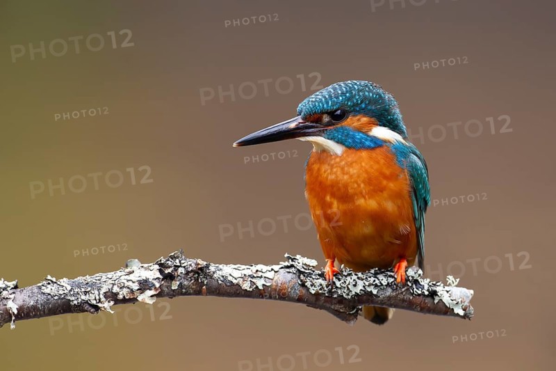 Common kingfisher (Alcedo atthis) adult male bird on a tree branch, England, United Kingdom