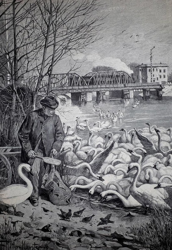 The feeding of swans on the Havel in winter, 1896, Berlin, Germany, illustration, reproduction from a model from the 19th century. Authentic, file restored for optimal use, exact date of submission unknown, Historical, a man feeds swans on a riverbank. The scene shows a winter idyll