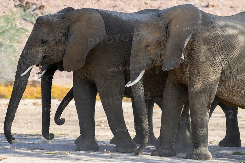 Desert elephants (Loxodonta africana) in the Ugab dry river, Damaraland, Kunene region, Namibia