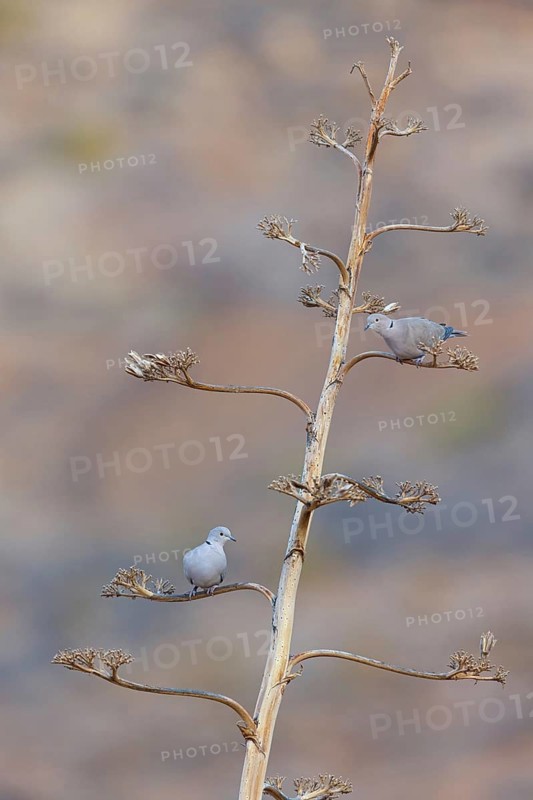Eurasian collared dove, (Streptopelia decaocto), animals, birds, pigeon family, biotope, habitat, perch, foraging, Fuerteventura, Tiszaalpár - Kiskunsági nation, Bács-Kiskun, Hungary
