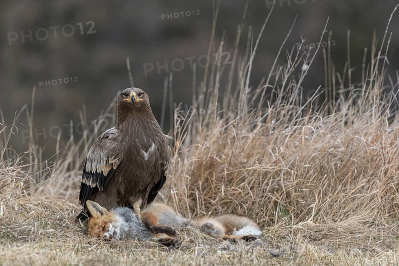 One steppe eagle, Aquila nipalensis, feeding on a carcass of a red fox. Trees and grass in the background