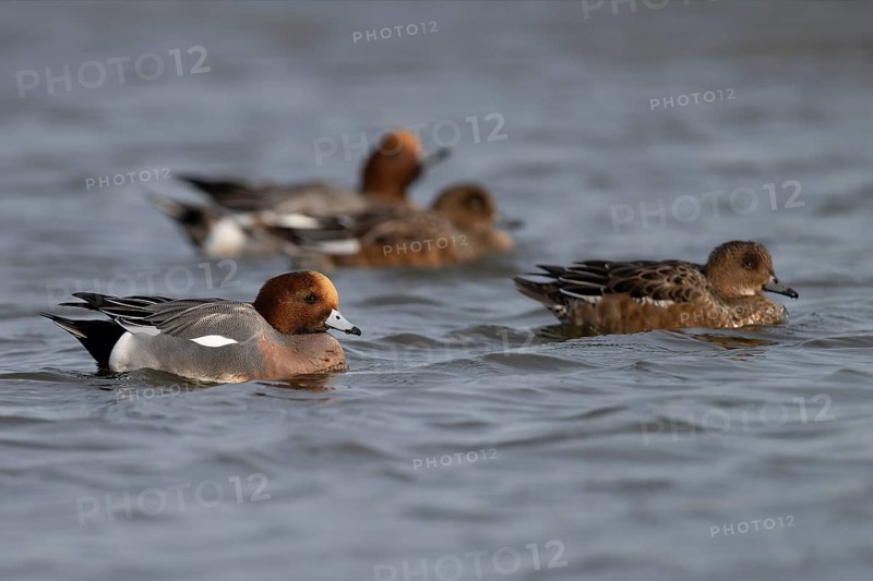 European wigeon (Mareca penelope), Texel, Netherlands
