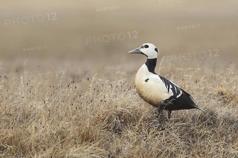 Steller's Eider (Polysticta stelleri) male, Alaska, USA