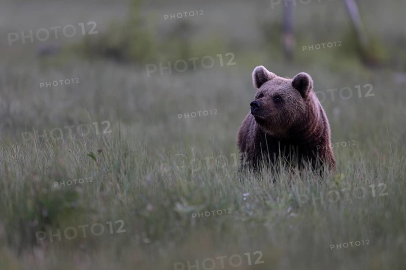 Brown bear (Ursus arctos) in the Finnish taiga, Kuusamo, Finland