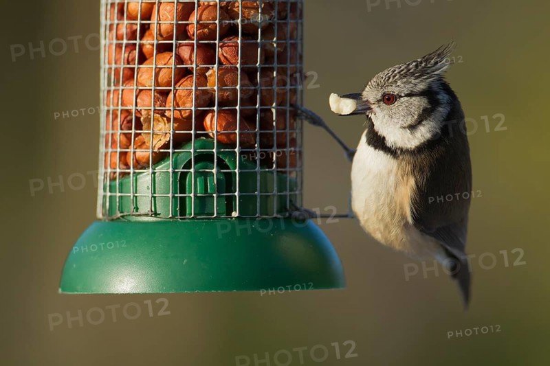 Crested tit (Parus cristatus) adult bird feeding from a garden peanut feeder in winter, Scotland, United Kingdom