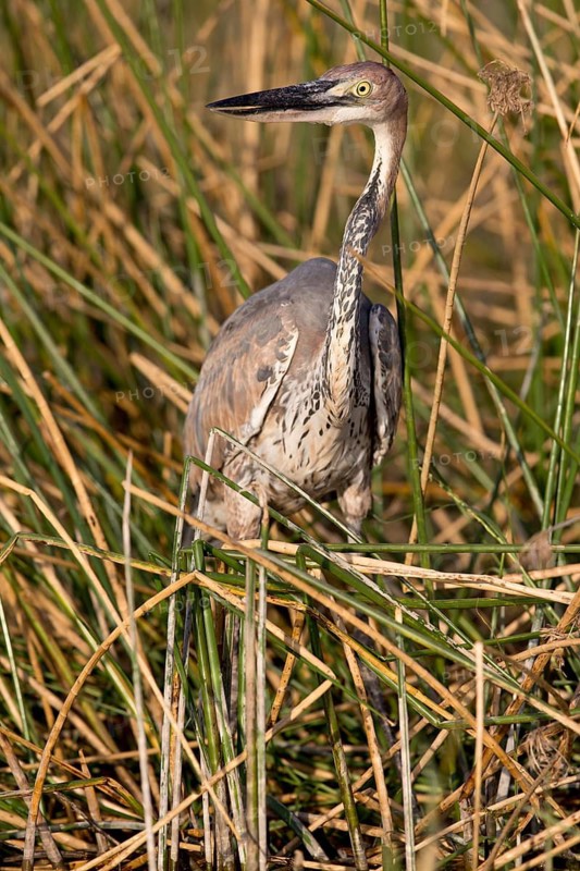 Goliath Heron (Ardea goliath) juvenile in reedbed, Nechisar National Park, Ethiopia