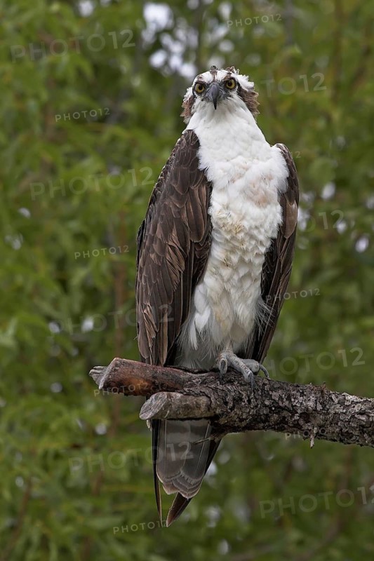 Western Osprey (Pandion haliaetus), Florida, USA