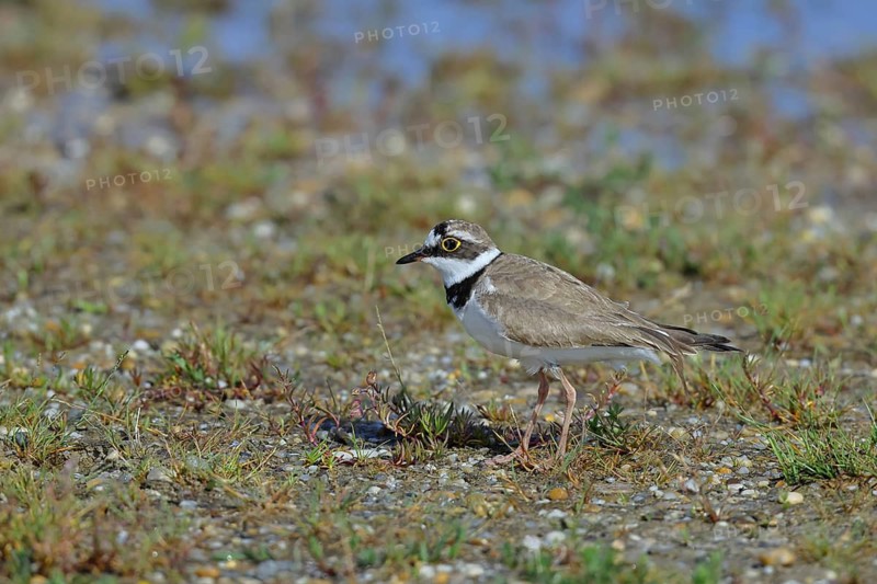 Little Ringed Plover (Charadrius dubius) adult bird standing on the lakeshore, Lake Neusiedl National Park, Burgenland, Austria
